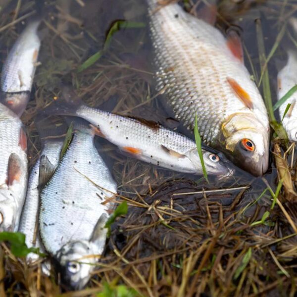 Pollution that killed 100,000 fish in Peterborough streams ‘has passed through’