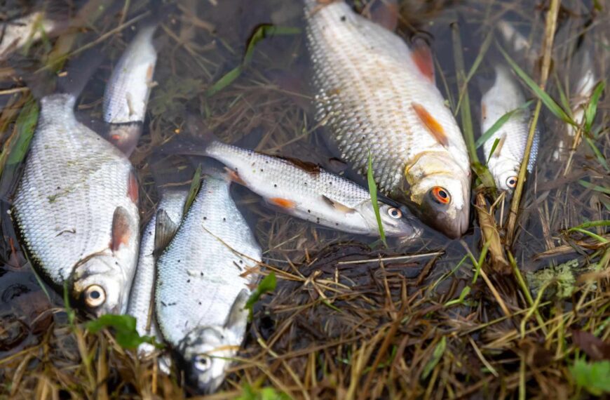 Pollution that killed 100,000 fish in Peterborough streams ‘has passed through’