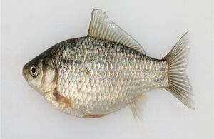 Environment Agency warns of threat of Prussian carp and other non-native species in UK waters